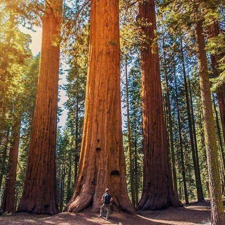 Вілла The Sequoia Hut! Трі-Риверс Екстер'єр фото