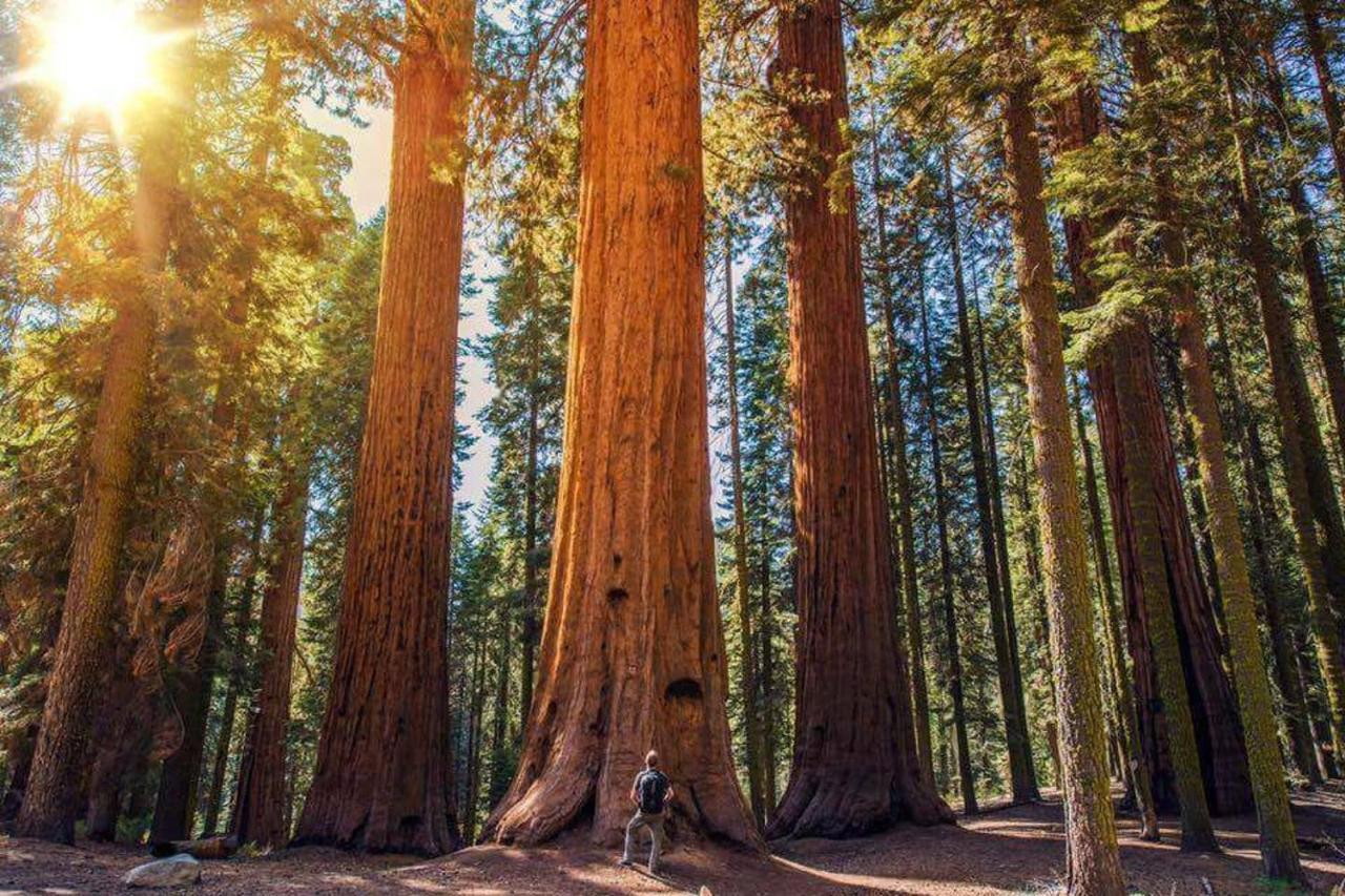 Вілла The Sequoia Hut! Трі-Риверс Екстер'єр фото